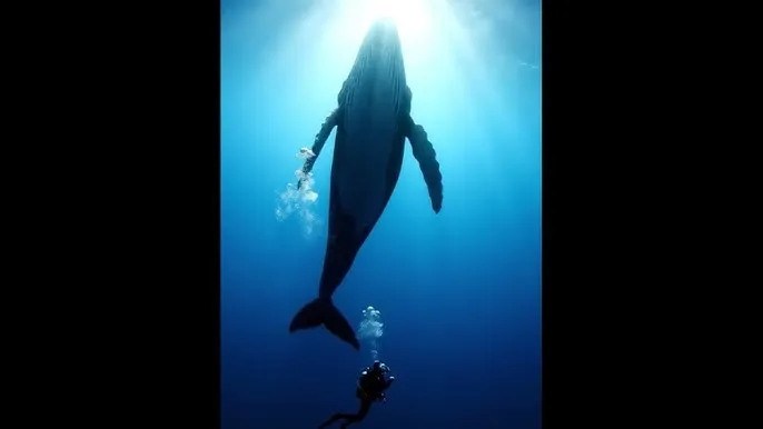 果冻传媒精东影业天美 - 深蓝星球：探索海洋深处的未知世界